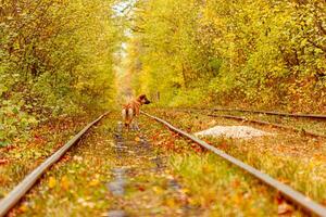 Autumn forest through which an old tram rides Ukraine and red dog photo