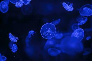 macro photography underwater jellyfish photo