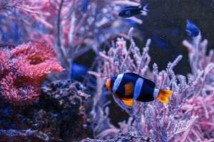 macro photography underwater Amphiprion clarkii, Yellowtail clownfish photo