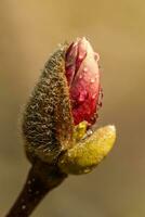 hermosa magnolia flores con agua gotas foto