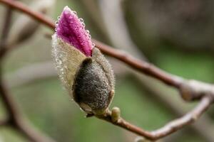Macro of a beautiful bud of magnolia photo