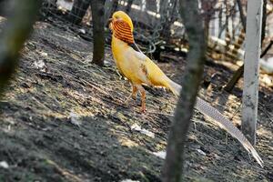 beautiful yellow golden pheasant photo