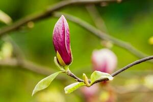 Macro blooming magnolia on a  branch photo