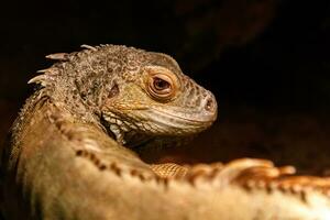 Beautiful iguana green, Iguana iguana photo