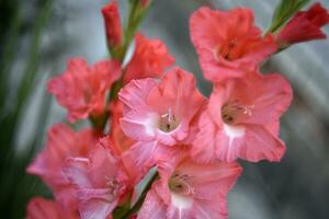 Bright orange and pink gladioli flowers on a green garden. Beautiful color of Gladiolus L flowers in a beautiful side. photo