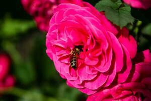 Flowering summer rose in bud photo