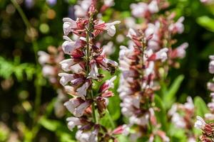 Beautiful flowers on which the bee sits photo