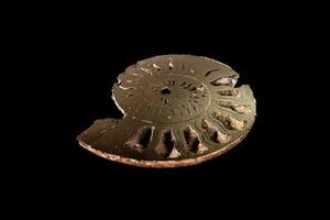 Macro mineral stone Ammonite shell on a black background photo