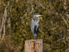 un azul garza en pie en un enviar foto