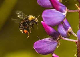 un abeja volador terminado púrpura flores foto