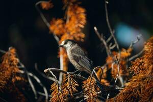 un pájaro sentado en un rama en un árbol foto