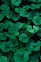 a large green plant with leaves photo