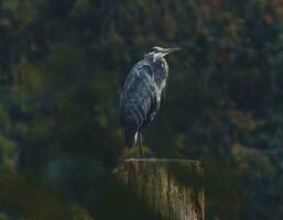 un azul garza en pie en un enviar en el bosque foto