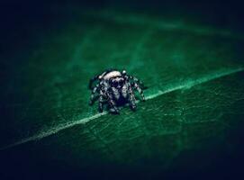 a spider sitting on a leaf photo