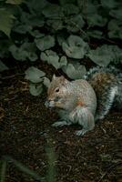 a squirrel sitting on the ground in the woods photo