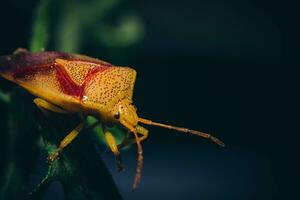 a close up of a red and yellow bug photo