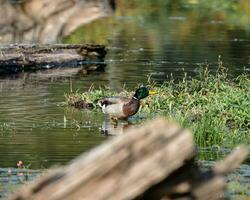 a duck is standing in the water near a log photo