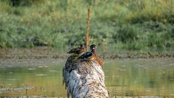 a couple of ducks sitting on a log photo