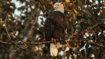 a bald eagle perched on a branch in the sun photo