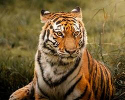 a tiger sitting in the grass looking at the camera photo