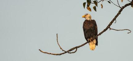 a bald eagle perched on a branch in the evening photo