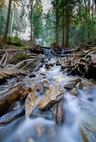 a stream flowing through a forest with rocks and logs photo