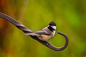 a small bird sitting on a metal hook photo