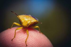 a bug sitting on top of a finger photo