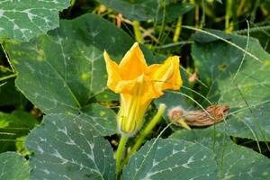 a yellow flower is growing in the middle of a green plant photo