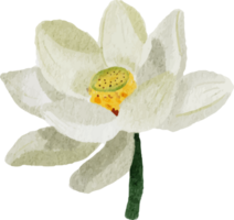 acuarela blanco loto flor ramo de flores guirnalda marco png