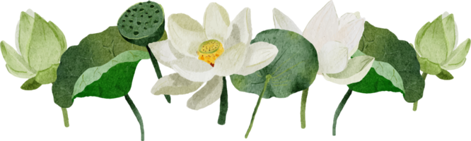 vattenfärg vit lotus blomma bukett krans ram png