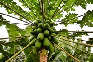 a large bunch of green papaya growing on a tree photo