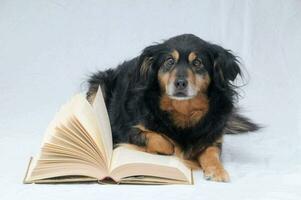 a dog is sitting on a white background with an open book photo