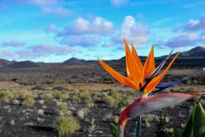 un pájaro de paraíso flor floreciente en el medio de un Desierto foto