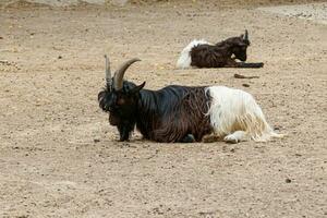 two goats lie in a clearing photo