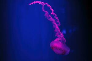 macro shooting under water chrysaora plocamia jellyfish photo