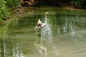 beautiful pink flamingos with beak and loose wings photo