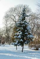 Green tree in the snow in sunny weather photo