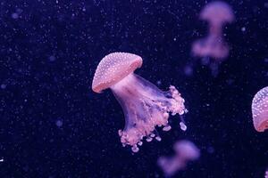 macro of a beautiful jellyfish phyllorhiza punctata photo