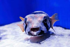 macro photography underwater pufferfish gray photo