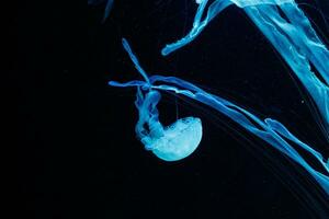 macro de un hermosa Medusa crisaora chinensis foto