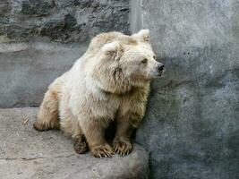 blanco oso quien mira fuera para foto