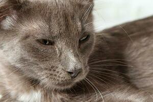 hermosa gris gato en un ladrillo pared antecedentes foto
