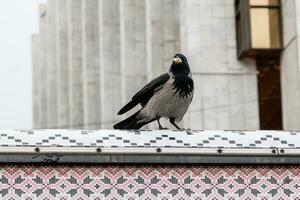 The crow in its beak holds a nut photo