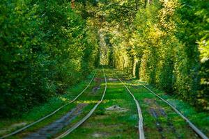 Tram and tram rails in colorful forest photo