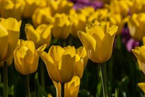 Macro of yellow tulips on a background of green grass photo