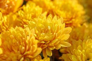 hermosa arbustos de amarillo crisantemo flores foto