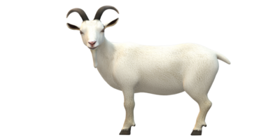 Goat isolated on a Transparent Background png