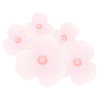 pink flower blossom png