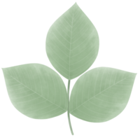 groene bladaard png